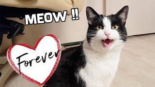 Sweet Meow Forever 