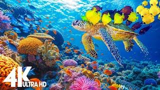 Ocean 4K - Sea Animals for Relaxation Beautiful Coral Reef Fish in Aquarium - 4K Video Ultra HD