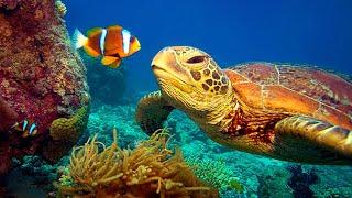 11 HOURS Stunning 4K Underwater footage + Music  Nature Relaxation™ Rare & Colorful Sea Life Video