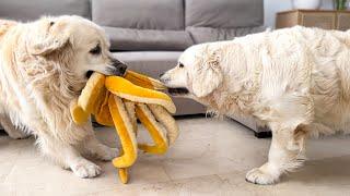 Funny Golden Retrievers do not want to share toy with each other