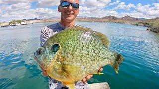 An ALMOST 4 POUND BLUEGILL? UNREAL