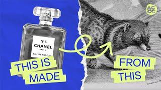 The Truth About How Your Perfume Is Made  Rewinding Perfume