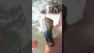 Bitten by a Nile Crocodile #crocodile  #bite  #shorts