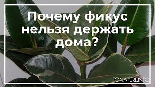 Почему фикус нельзя держать дома?  toNature.Info