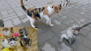 Kitten being brutally beaten by stray calico cats  I saved the kitten.