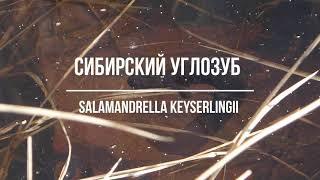 Сибирский углозуб Salamandrella keyserlingii