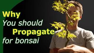 Comparing Propagation Techniques for Bonsai - Benefits and Drawbacks of Seed Cuttings and Airlayers