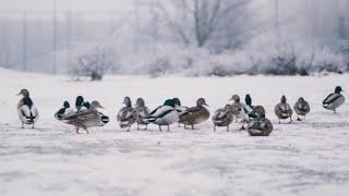 Winter Ducks  RELAX YOUR PET  January 8 2021  10 Hours