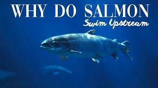 Why Do Salmon Swim Upstream Fish Facts Explained