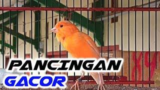 PANCINGAN KENARI GACOR PANJANG CUITAN KENARI GACOR PERANGSANG BUNYI KENARI BAHAN