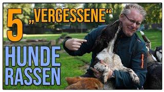 Das sind TOLLE Familienhunde ️  Hunderassen die man fast vergessen hat