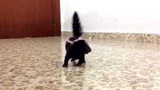 Baby skunk stomping for the first time.
