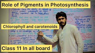 Role of Pigments in PhotosynthesisChlorophyll and Carotenoids