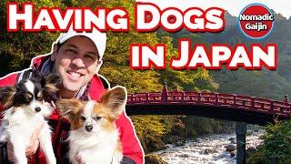 Whats it like having dogs in Japan?