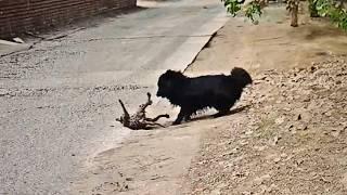 Слабого кота обижала злая собака он поднял лапы в знак пощады. К счастью помощь пришла.