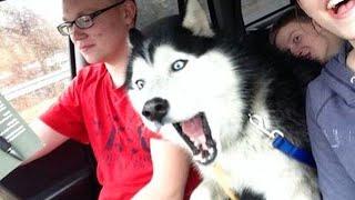 Huskies are DRAMA QUEENS and Hilarious  FUNNIEST Animals Video 2023