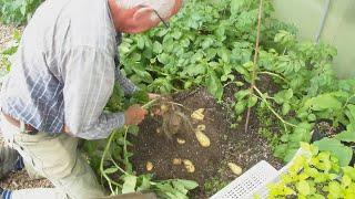 aardappel veredeling #206 eerste aardappelen rooien laatste poten proefveld en zaailingen.