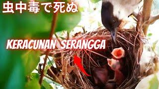 Bayi Burung Mati Keracunan Serangga  Bulbul bird