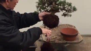 Bonsai Tree Repotting Tutorial  Peter Chan
