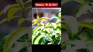 Mango Plant In Pot  All Seasons Mango Variety