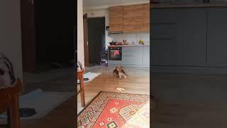 Yorkie jump