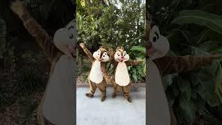 Chip & Dale having fun#disney #chipanddale #shorts #waltdisneyworld #party #dance #fyp #waltdisney