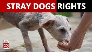 Delhi High Court Stray Dogs Have Right to Food  NewsMo
