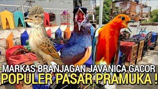 SPESIAL  LAGI VIRAL BRANJANGAN JAVANICA DAN BURUNG GACOR DI PASAR BURUNG PRAMUKA