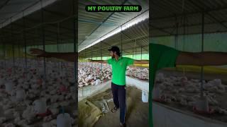 1000 Chicken Farm Cost #chickenfarming #chicken #poultry
