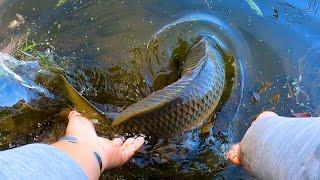 CARPA CASI ROBA MI CAÑA DE PESCA  Best carp bait