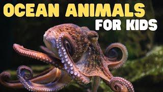 Ocean Animals for Kids  Learn all about the Animals and Plants that Live in the Ocean
