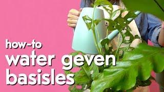 Hoeveel water heeft je plant eigenlijk nodig?