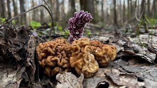 За грибами в берёзовый весенний лес  Грибы 2023 