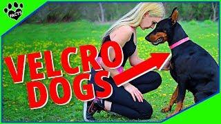 Top 10 Dogs That Wont Leave Your Side - Velcro Dogs 101