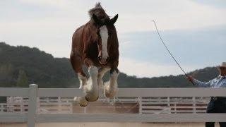 Journey to the Super Bowl - Trainer Robin Wiltshire - Turtle Ranch