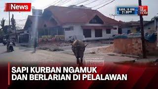 Bikin Heboh Sapi Kurban Ngamuk dan Kabur hingga 4 Kilometer di Pelalawan Riau - iNews Today 1706