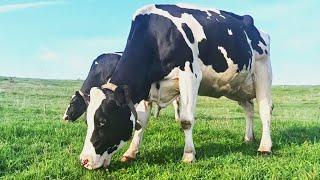 Milking Cows on a Small Family Farm in Wisconsin