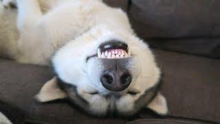 ONLY HUSKY OWNERS WOULD UNDERSTAND  #HUSKYOWNERPROBLEMS  FUNNY HUSKY COMPILATION  EP. 1