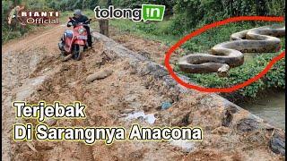 MENEGANGKAN.. TERJEBAK DI SARANG ANACONA  PERKEBUMAN KALIMANTAN