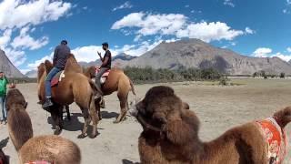 My Thoughts on Camels - Nubra Valley India