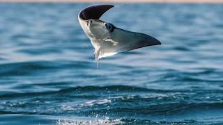 #FlyingFriday The Mobula Ray