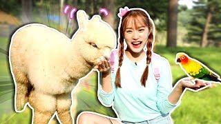 몽실몽실 알파카 동물 천국 알파카월드 동물친구와 놀기 ALPACA - 지니