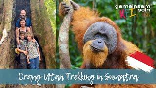 Mit Kindern auf Weltreise Wir besuchen die Orang Utans im Dschungel von Sumatra