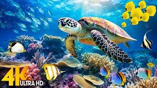 NEW 11HR Stunning 4K Underwater Footage  Rare & Colorful Sea Life Video - Relaxing Sleep Music #1