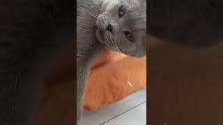 #asmr #meditation #cat