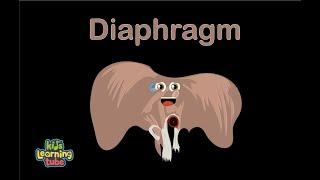 Human Body Diaphragm Song