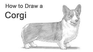 How to Draw a Dog Welsh Corgi