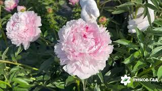 Sarah Bernhardt peony. Сара Бернар пион. Пулков сад