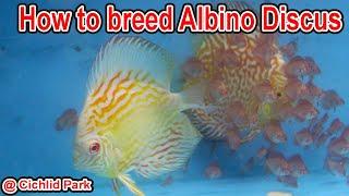 HOW TO BREED  Albino Discus?