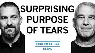 Why We Cry & the Evolutionary Purpose of Tears  Dr. Noam Sobel & Dr. Andrew Huberman